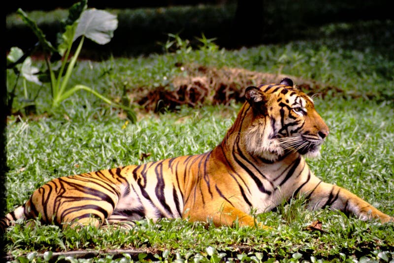 Potrait of a Malaysian Tiger Stock Image - Image of thick, mammal ...
