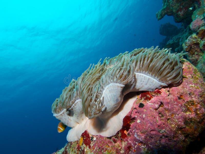 Maldive Anemonefish fotografering för bildbyråer Maldive Anemonefish fotografering för bildbyråer