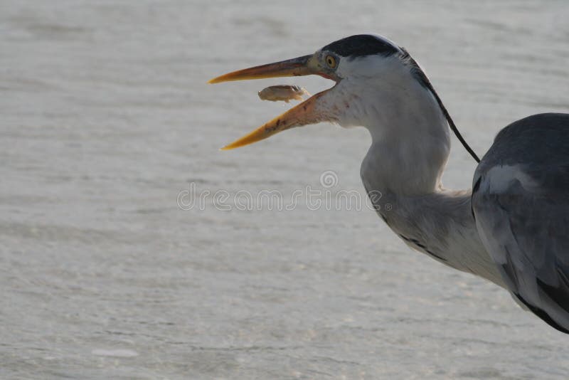 Maldive atoll Asdu heron