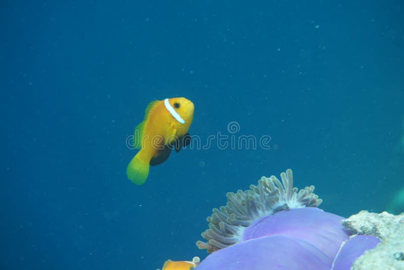 Maldives anemonefish Amphiprion nigripes zdjęcie royalty free Maldives anemonefish Amphiprion nigripes zdjęcie royalty free