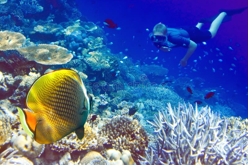 Maldives. The diver at ocean and tropical fishes i. N corals Maldives. The diver at ocean and tropical fishes i. N corals