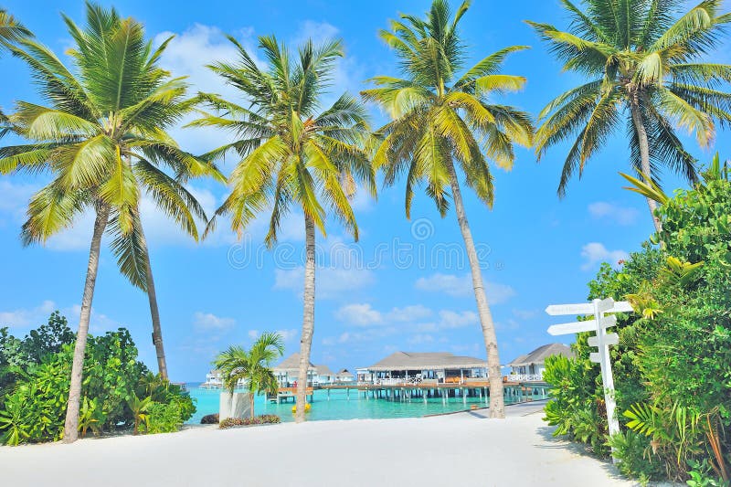 Maldives island and palm tree stock images