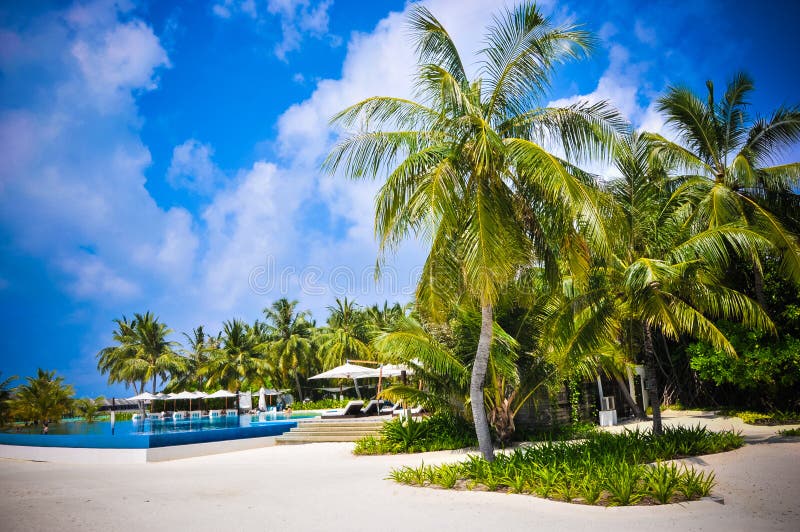 Maldives Palm Trees Near Beach Stock Image Image of holidays