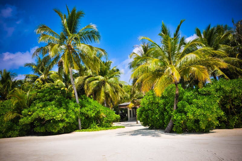 Maldives Palm Trees Near Beach Stock Photo Image of island