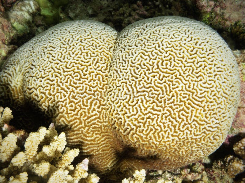 Maldivian brain coral stock image. Image of acquarium 19991933