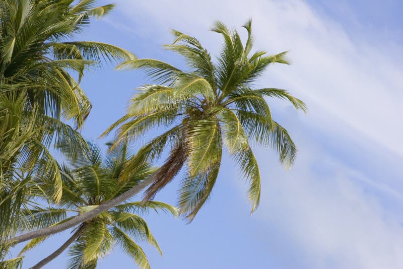 Maledivském ostrově palmami na tropické sky pozadí.