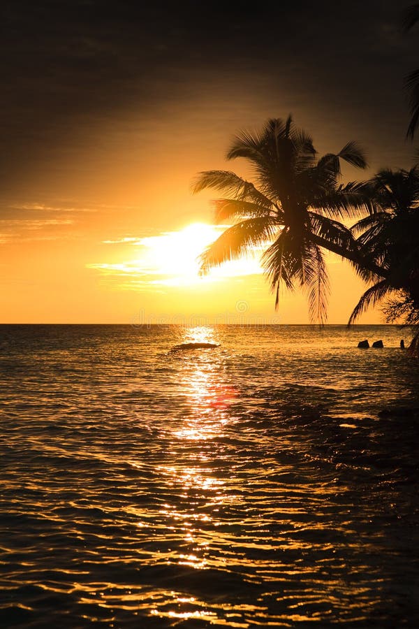 Ocean Palm Tree Tropical Sunset Sky Stock Photo - Image of fijian ...