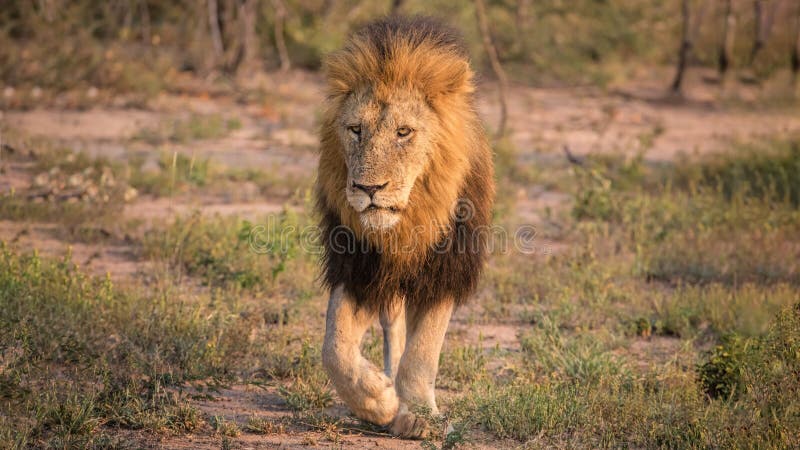 Male Adult Lion Walking in the Bush Stock Photo - Image of large, family: 119013364 Male Adult Lion Walking in the Bush Stock Photo - Image of large, family: 119013364