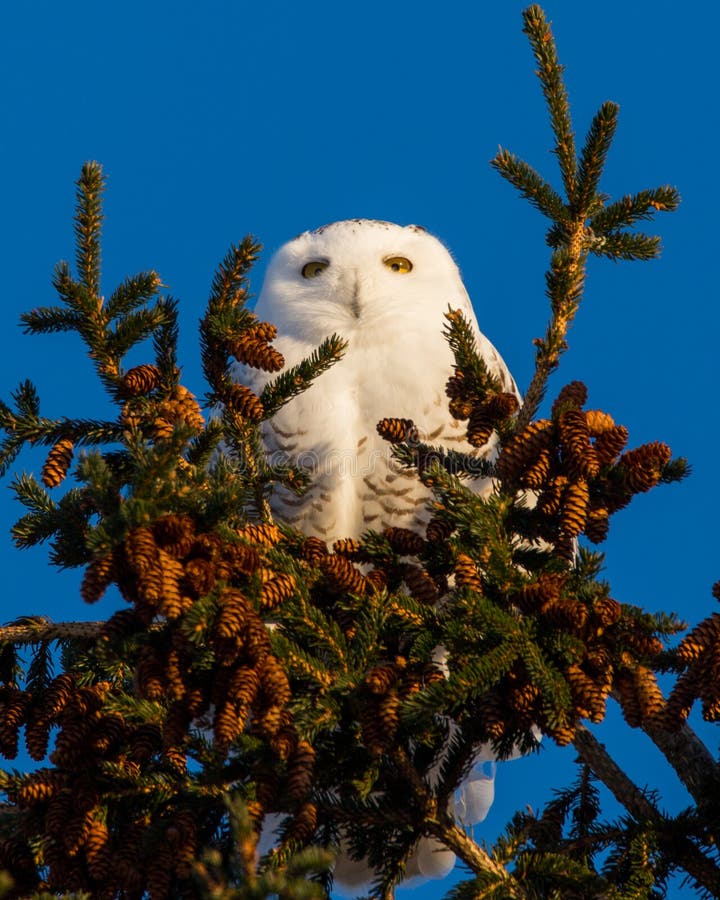 Snowy Owl on Pine Tree Top in Winter Stock Photo - Image of tree, area ...