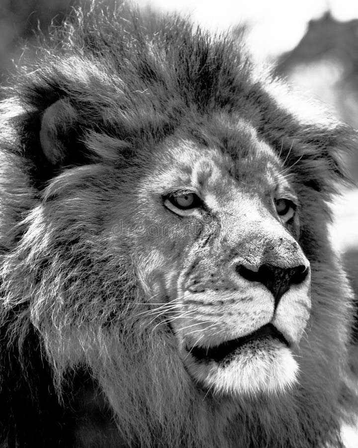 Male African lion face close up