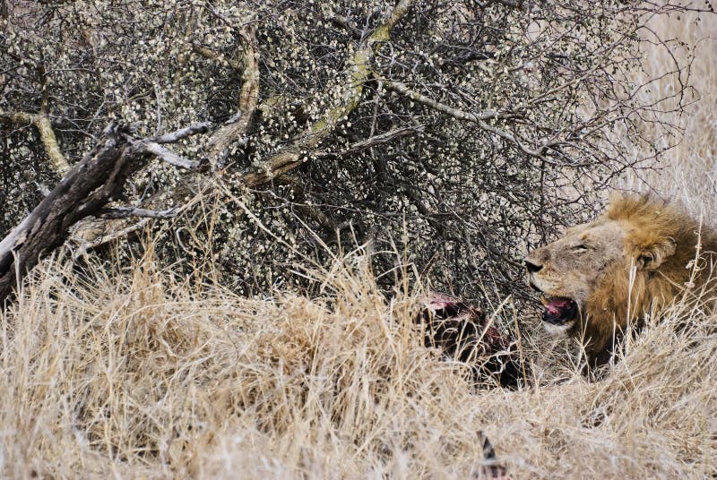 african safari lion kill