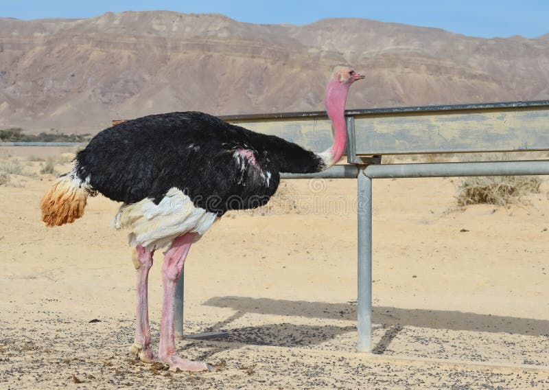 Male of African ostrich