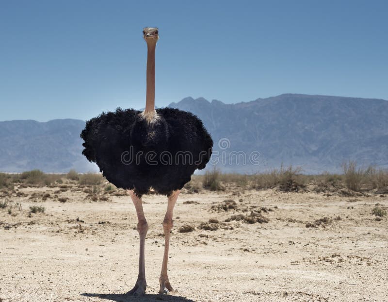 Male of African ostrich