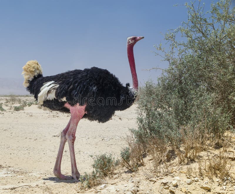 Male of African ostrich (Struthio camelus)