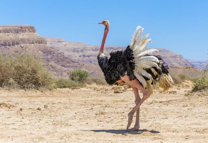 Male of African ostrich Struthio camelus