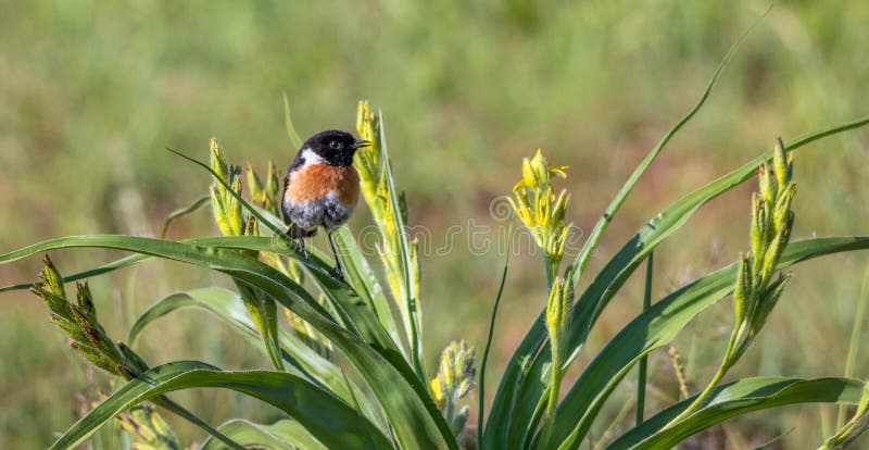 Colorato maschio Africano saltimpalo arroccato su un cespuglio con fiori gialli immagine in formato orizzontale con copia spazio.