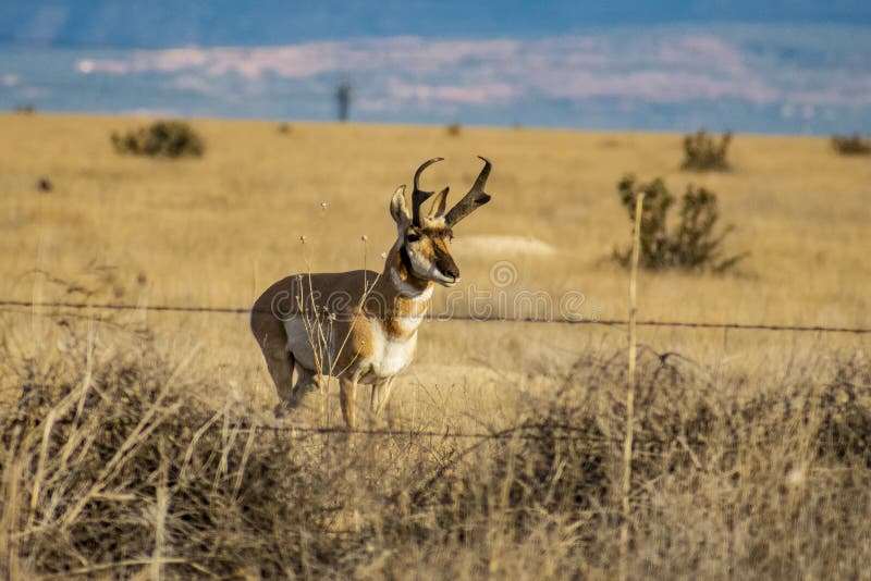 Male American Pronghorn at Attention Near the Fence