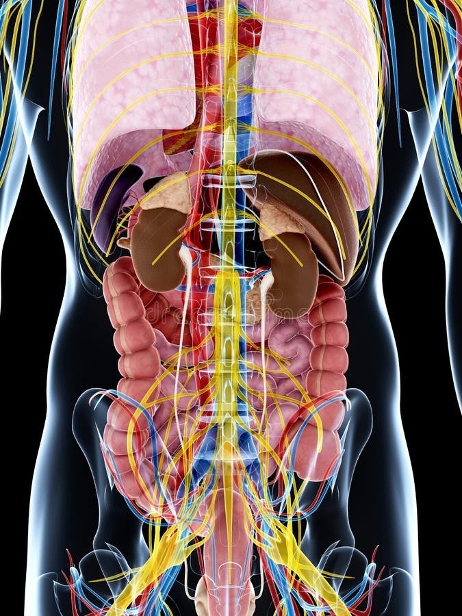 Male Anatomy Stock Illustration Illustration Of Vascular 28962424