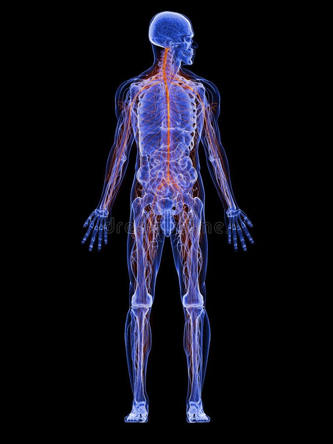 Tridimensional fusionado ilustraciones de transparencia masculino cuerpo resaltado linfático sistema.