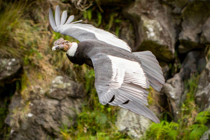 Download Male Andean Condor In Flight Stock Photo - Image of prey, power: 61379360