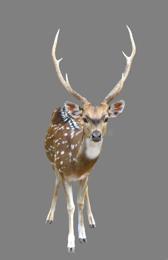 4,047 Axis Deer Stock Photos - Free & Royalty-Free Stock Photos