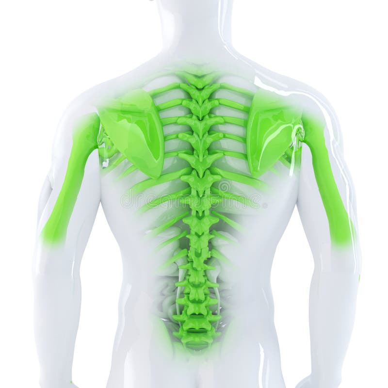Male Backbone. 3d anatomical illustration. Isolated. Contains clipping path vector illustration Male Backbone. 3d anatomical illustration. Isolated. Contains clipping path vector illustration