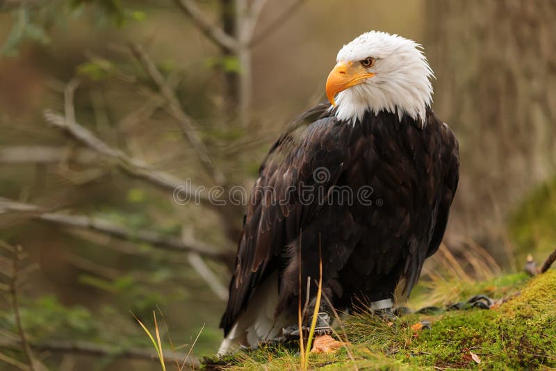 Male Bald Eagle Haliaeetus Leucocephalus Close Up Stock Photo Image
