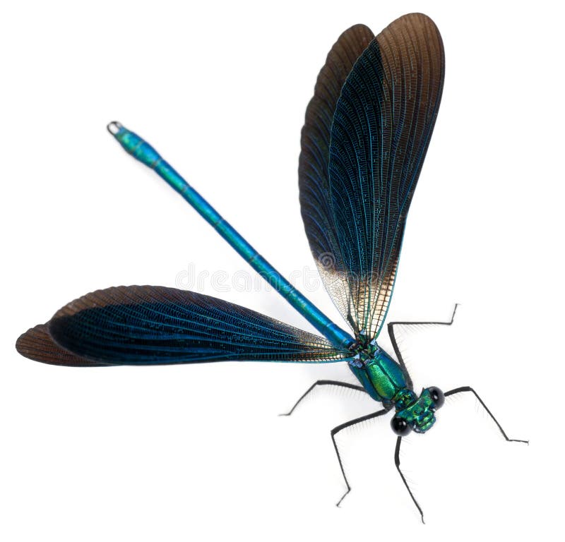 Male Banded Demoiselle, Calopteryx splendens