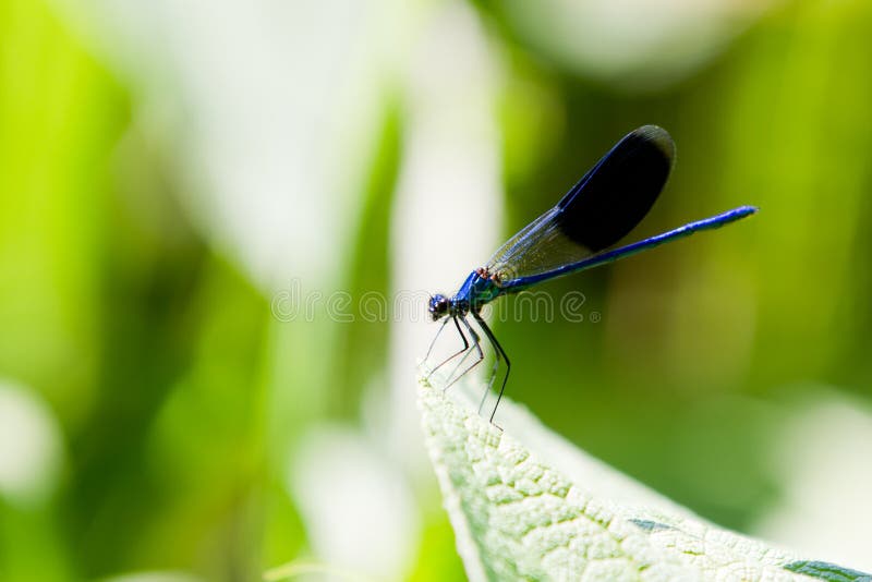 Male Banded Demoiselle Damselfly Dragonfly