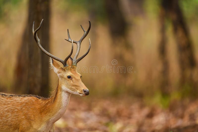 Male Barasingha or Rucervus Duvaucelii or Swamp Deer Portrait of Elusive  and Vulnerable Animal at Kanha National Park Stock Photo - Image of adult,  expression: 187989774