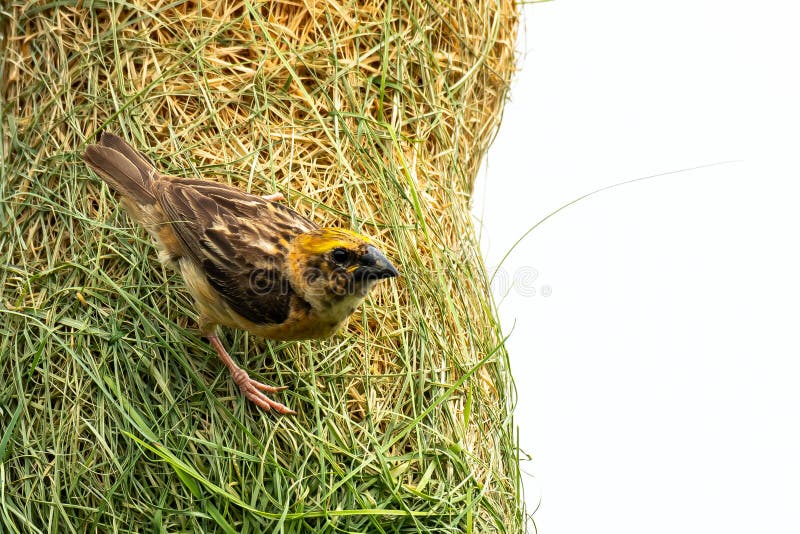 Male Baya Weaver som går i sitt bo och tittar på ett avstånd royaltyfria foton