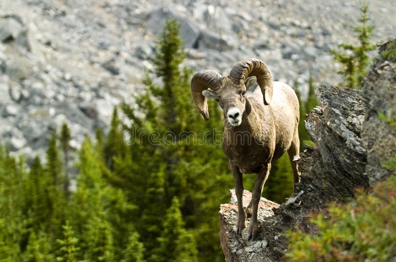 Male big horn sheep