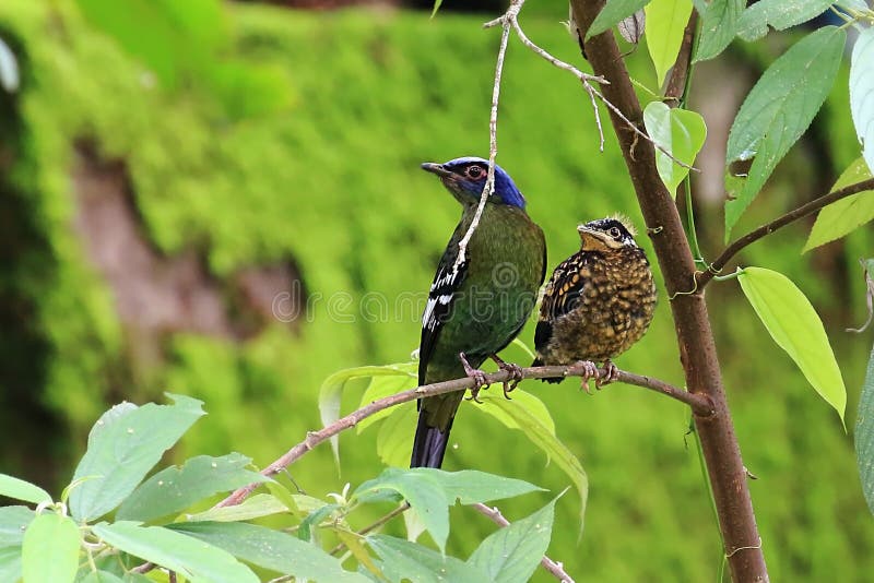 Male birds and young birds are resting on the branches stock images Male birds and young birds are resting on the branches stock images