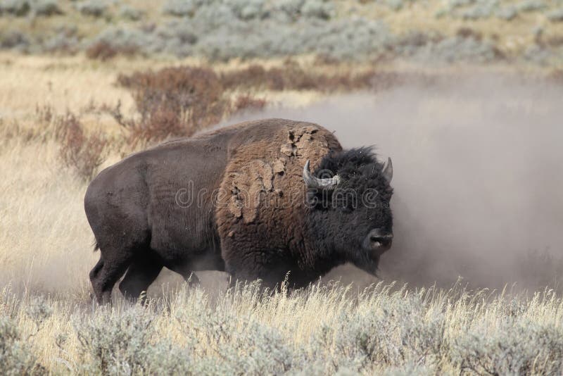 Male bison stands after dusty dirt bath