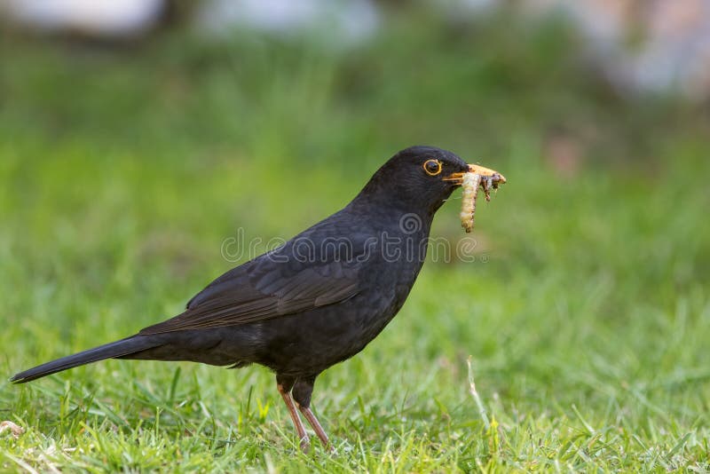 Male blackbird with grubs. Garden bird collecting insect food