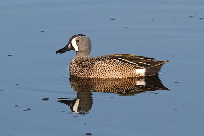 Male Blue-winged Teal stock image