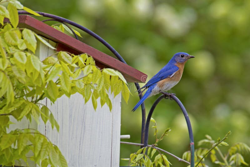 Male Bluebird sits on a perch watching.