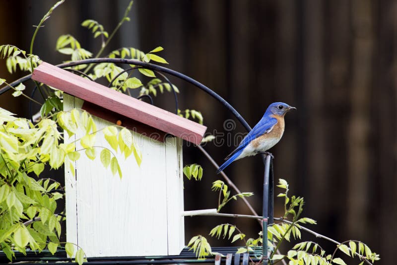 Male Bluebird sits on a perch watching.