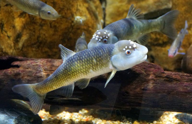 A male bluehead chub, a freshwater fish, inside an aquarium