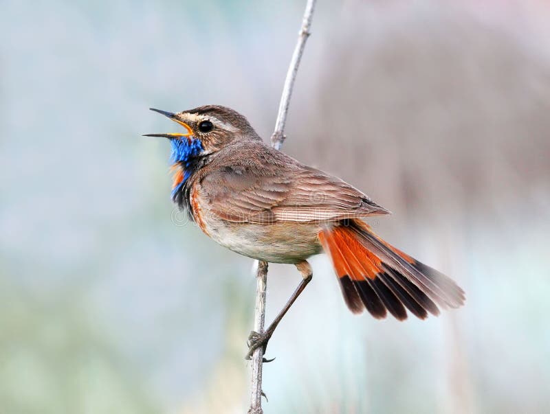 the male bird is the Bluethroat Nightingale sings to attract the