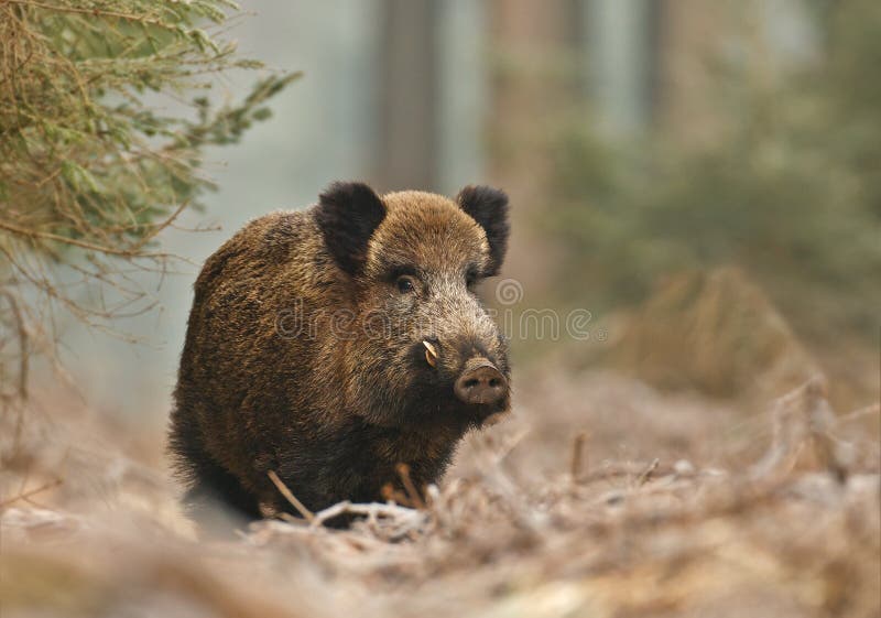 Male boar in the forest