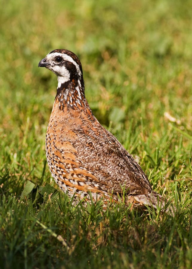 Male bobwhite quail