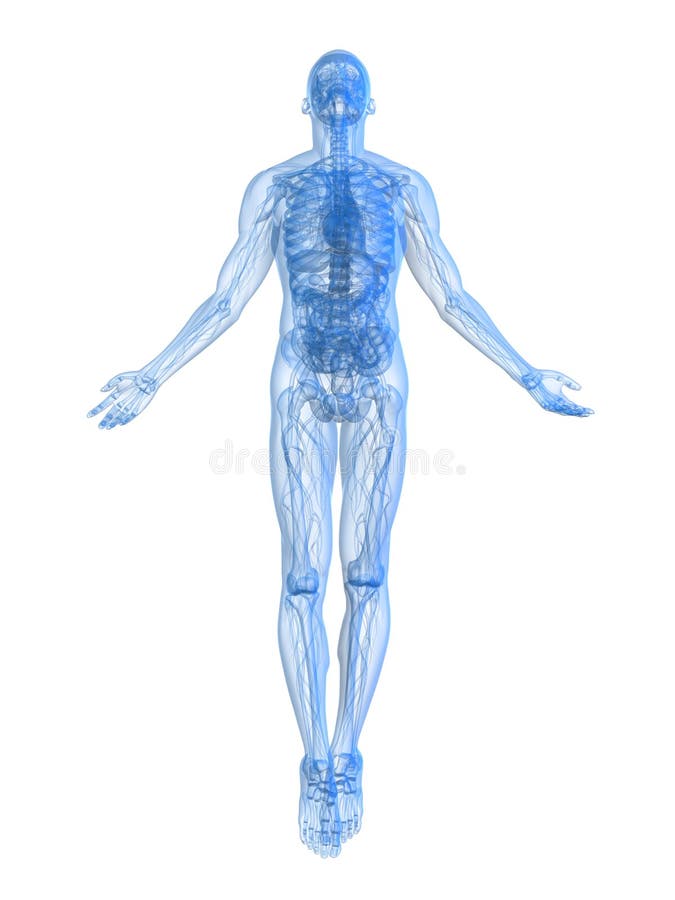 Stocky male body, illustration - Stock Image - F038/0880 - Science Photo  Library
