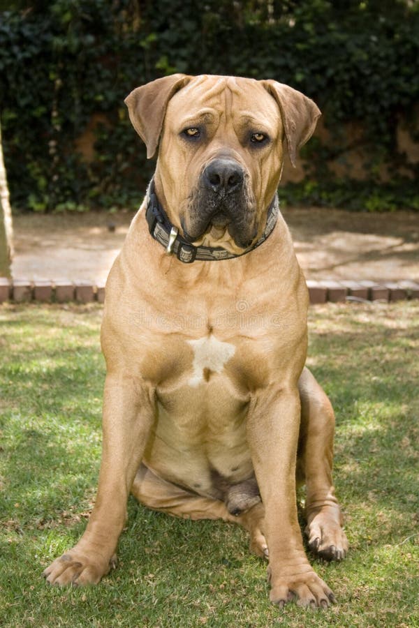 Full body shot of male boerboel dog sitting down