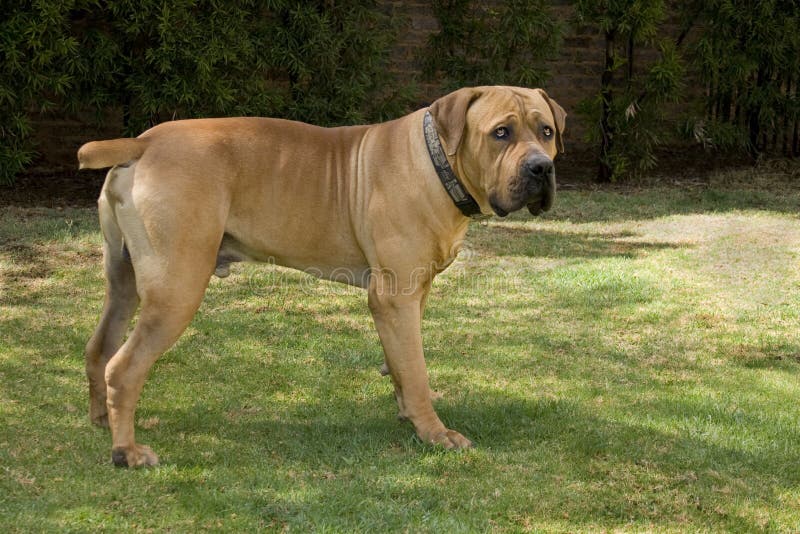 Male boerboel dog standing on green grass with an attentive frown. Male boerboel dog standing on green grass with an attentive frown