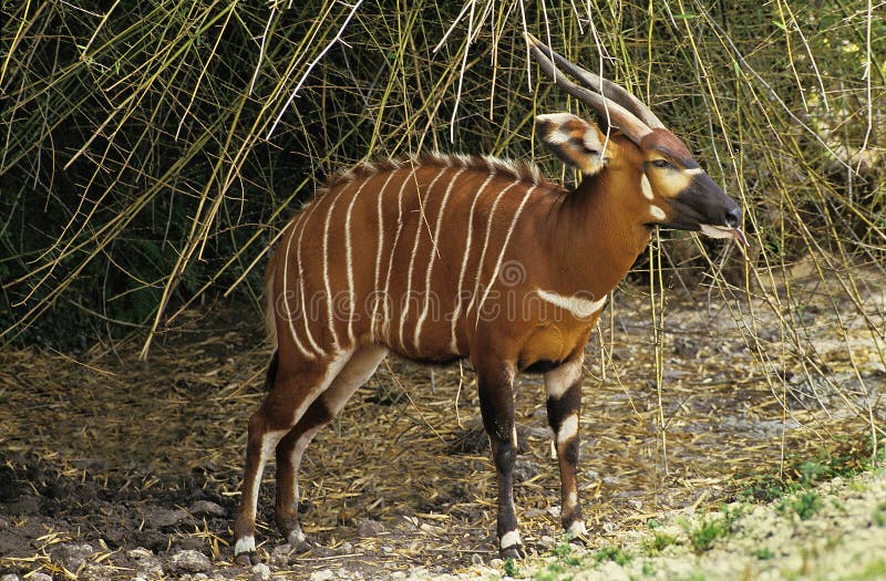 BONGO taurotragus euryceros