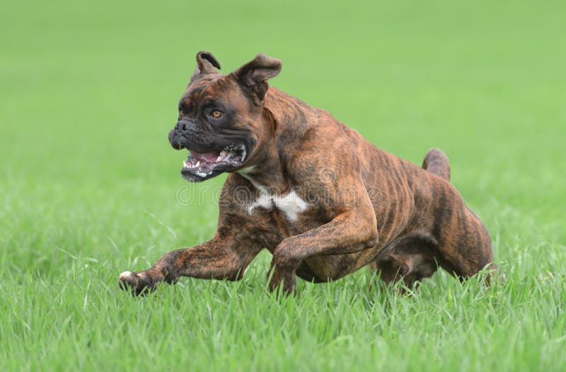 Male boxer dog stock image. Image of playing, life, obedience 36423511