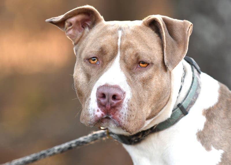 Tan and White American Bulldog Pitbull Dog Outside on Leash Stock Photo - Image of animal, female: 238716258 Tan and White American Bulldog Pitbull Dog Outside on Leash Stock Photo - Image of animal, female: 238716258