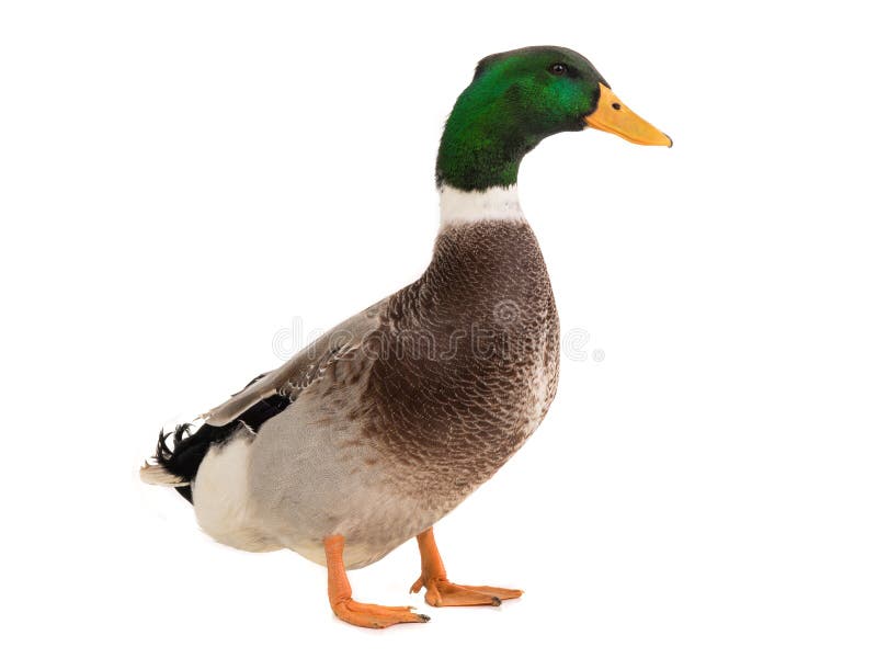 Male Brown Duck and Female Duck Isolated Stock Image Image of