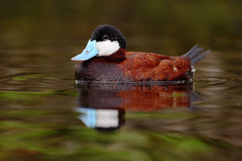 Male of brown Ruddy Duck, Oxyura jamaicensis, with beautiful green and red coloured water surface